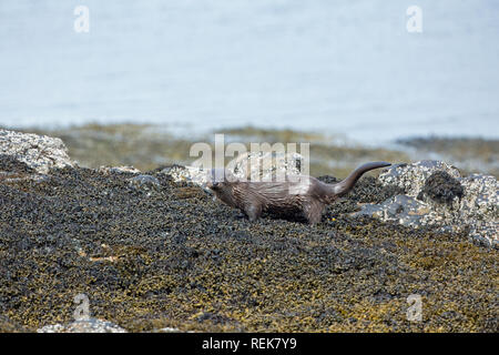 Lontra (Lutra lutra). Luci di coda, o del timone, sollevato e marcatura di spraint, mezzo vescica Wrack alghe brune e Acorn Barnacle coperto le rocce in riva al mare. L'Isola di Mull. Costa ovest della Scozia.​ Foto Stock