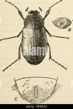 . Libro di classe economica di entomologia. Insetti nocivi e benefici. [Dal vecchio catalogo]; insetti; gli insetti. Fig. 19S.-Giugno beetle {Lachnosterna arcuata): una per adulti; b, pupa; c, uovo; d, neo- larva tratteggiata; e, larva matura. {Dopo Chittenden, U. S. Bur. Ent.). Si prega di notare che queste immagini vengono estratte dalla pagina sottoposta a scansione di immagini che possono essere state migliorate digitalmente per la leggibilità - Colorazione e aspetto di queste illustrazioni potrebbero non perfettamente assomigliano al lavoro originale. Lochhead, William, 1864- [dal vecchio catalogo]. Philadelphia, P. Blakiston figlio di &AMP; co Foto Stock