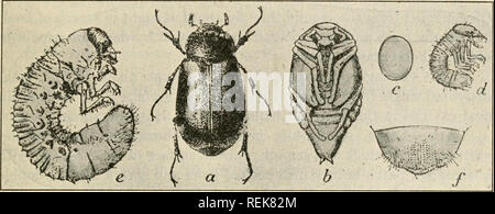 . Libro di classe economica di entomologia. Insetti nocivi e benefici. [Dal vecchio catalogo]; insetti; gli insetti. Classificazione e descrizione degli insetti comune 303. Fig. 19S.-Giugno beetle {Lachnosterna arcuata): una per adulti; b, pupa; c, uovo; d, neo- larva tratteggiata; e, larva matura. {Dopo Chittenden, U. S. Bur. Ent.). Si prega di notare che queste immagini vengono estratte dalla pagina sottoposta a scansione di immagini che possono essere state migliorate digitalmente per la leggibilità - Colorazione e aspetto di queste illustrazioni potrebbero non perfettamente assomigliano al lavoro originale. Lochhead, William, 1864- [dal vecchio catalogo]. Philadelphia, P. B Foto Stock