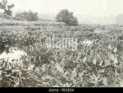 . Classificazione delle zone umide e degli habitat di acque profonde degli Stati Uniti. Zone umide -- Stati Uniti; Wetland ecologia -- Stati Uniti; Ecologia Acquatica -- Stati Uniti. (È. Piastra 21.-CLASSIFICAZIONE: sistema fluviale del sottosistema, perenne inferiore, classe emergenti di zona umida, sottoclasse non persistenti, del regime delle acque in modo semipermanente allagata, chimica dell'acqua Fresh-Circumneutral, il suolo minerale. Piante dominanti sono la freccia arum (Peltandra virginica) e pickerelweed (Pontederia cordata). (Hampden County, Massachusetts; Luglio 1970). Si prega di notare che queste immagini vengono estratte dalla pagina sottoposta a scansione immagini che possono avere Foto Stock