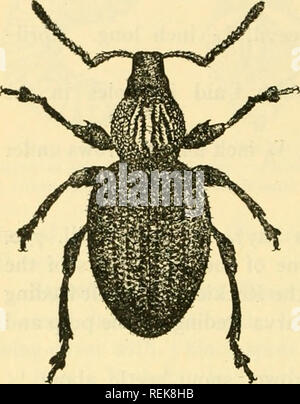 . Libro di classe di entomologia economica, con particolare riferimento agli insetti economico del nord degli Stati Uniti e del Canada. Insetti Utili; pesti di insetto; insetti; gli insetti. 33^ entomologia economica OTIORHYNCHIDiE (graffiato muso-coleotteri) Fragola curculione root (Otiorhynchus ovatus Linn.).-adulto. Un piccolo ed il nero brunastro muso-maggiolino; 3-^ pollice lungo. Giugno e Agosto - Settembre (Fig. 217). Uova.-femmina depone circa 50 uova in 4 per quindici giorni nel suolo. Berlina in 21 giorni. Fine di giugno alla fine di agosto. Si prega di notare che queste immagini vengono estratte dalla pagina sottoposta a scansione di immagini che possono essere state in formato digitale e Foto Stock