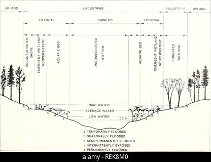 . Classificazione delle zone umide e degli habitat di acque profonde degli Stati Uniti. Zone umide -- Stati Uniti; Wetland ecologia -- Stati Uniti; Ecologia Acquatica -- Stati Uniti. i:;. un temporaneamente allagato b stagionalmente allagata c in modo semipermanente inondato d esposta in modo intermittente e permanentemente allagate Fig. 5. Caratteristiche distintive e esempi di habitat del sistema lacustre. della vegetazione o physiography e composizione del substrato-funzioni che possono essere riconosciuti senza l'aiuto di dettagliate misura ambientale- zioni. La vegetazione è utilizzato in due diversi livelli nella classificazione. Foto Stock