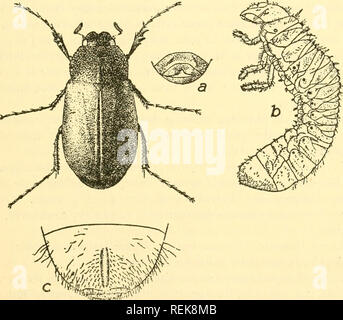 . Libro di classe di entomologia economica, con particolare riferimento agli insetti economico del nord degli Stati Uniti e del Canada. Insetti Utili; pesti di insetto; insetti; gli insetti. Fig. 19S.-Giugno beetle {Lachnoslerna arcuata): una per adulti; b, pupa; c, uovo; d, neo- larva tratteggiata; e, larva matura. {Dopo Chittenden, U. S. Bur. Ent.). Fig. 199.-Giugno beetle {Lachnosterna rugosa): una per adulti; b, larva; c, ultimo segmento di larva. (Dopo Forbes.). Si prega di notare che queste immagini vengono estratte dalla pagina sottoposta a scansione di immagini che possono essere state migliorate digitalmente per la leggibilità - Colorazione e aspetto di questi il Foto Stock