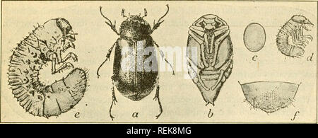 . Libro di classe di entomologia economica, con particolare riferimento agli insetti economico del nord degli Stati Uniti e del Canada. Insetti Utili; pesti di insetto; insetti; gli insetti. Classificazione e descrizione degli insetti comune 303. Fig. 19S.-Giugno beetle {Lachnoslerna arcuata): una per adulti; b, pupa; c, uovo; d, neo- larva tratteggiata; e, larva matura. {Dopo Chittenden, U. S. Bur. Ent.). Si prega di notare che queste immagini vengono estratte dalla pagina sottoposta a scansione di immagini che possono essere state migliorate digitalmente per la leggibilità - Colorazione e aspetto di queste illustrazioni possono non assomigliare perfettamente l'originale wo Foto Stock