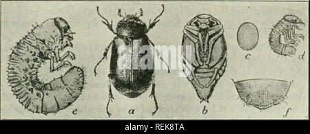 . Libro di classe di entomologia economica, con particolare riferimento agli insetti economico del nord degli Stati Uniti e del Canada. Insetti Utili; pesti di insetto; insetti; gli insetti. Classificazione e descrizione degli insetti comune 303. Fig. 19S.-Giugno beetle {Lachnosterna arciiala): una per adulti; b, pupa; c, uovo; d, appena schiuse larva; e, larva matura. {Dopo Chittenden, U. S. Bur. En1.). Si prega di notare che queste immagini vengono estratte dalla pagina sottoposta a scansione di immagini che possono essere state migliorate digitalmente per la leggibilità - Colorazione e aspetto di queste illustrazioni possono non assomigliare perfettamente l'originale wo Foto Stock