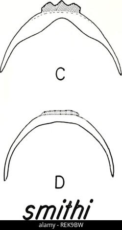 . La classificazione, l'evoluzione e la dispersione dell'inverno stonefly genus Allocapnia. Insetti; Allocapnia. . Si prega di notare che queste immagini vengono estratte dalla pagina sottoposta a scansione di immagini che possono essere state migliorate digitalmente per la leggibilità - Colorazione e aspetto di queste illustrazioni potrebbero non perfettamente assomigliano al lavoro originale. Ross, Herbert Holdsworth, 1908-; Ricker, William Edwin. Urbana, Università di Illinois e premere Foto Stock