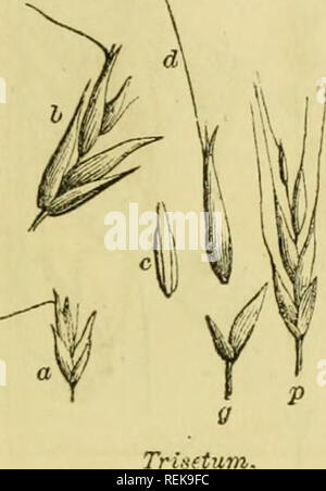 . Classe-libro di botanica: essendo i contorni della struttura, la fisiologia e la classificazione delle piante; con una flora di Stati Uniti e Canada. La botanica; piante; piante. . Si prega di notare che queste immagini vengono estratte dalla pagina sottoposta a scansione di immagini che possono essere state migliorate digitalmente per la leggibilità - Colorazione e aspetto di queste illustrazioni potrebbero non perfettamente assomigliano al lavoro originale. Legno, Alphonso, 1810-1881. New York, A. S. Barnes &AMP; bava Foto Stock