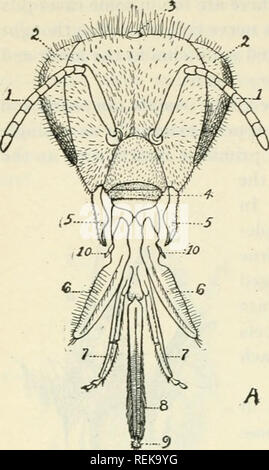 . Libro di classe di entomologia economica, con particolare riferimento agli insetti economico del nord degli Stati Uniti e del Canada. Insetti Utili; pesti di insetto; insetti; gli insetti. 12 entomologia economica. Si prega di notare che queste immagini vengono estratte dalla pagina sottoposta a scansione di immagini che possono essere state migliorate digitalmente per la leggibilità - Colorazione e aspetto di queste illustrazioni potrebbero non perfettamente assomigliano al lavoro originale. Lochhead, William, 1864-1927. Philadelphia : Blakiston Foto Stock