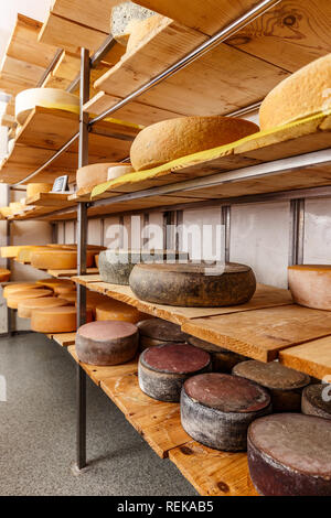 Ruote di formaggio in un magazzino di stagionatura in cantina prodotti lattiero-caseari sui ripiani in legno Foto Stock