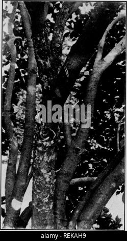 . Cirtus frutti sotto irragation. Agrumi; frutti-coltura. 10 /^yTNTlTTO T^"r)TTTT*C arancione. Molti alberi infettati con piede decomposizione, se prese in tempo, possono essere indurite mediante allontanamento di scavo del terreno e di esposizione di essiccazione e la corona radici. Le aree di Cariati dovrebbe essere tagliata e le porzioni rimanenti puliti e disinfettati. Tuttavia, taglio delle aree di malattia e asciugatura delle porzioni rimanenti è di maggiore importanza rispetto alla disinfezione. Un gran numero di disin- fectants sono stati usati con buoni risultati. Alcuni di questi sono una densa miscela bordolese o pasta fatta con 1 libbra di blu- pietra, 2 Foto Stock