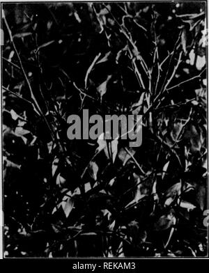 . Cirtus frutti sotto irragation. Agrumi; frutti-coltura. PTTRTJc; FRTITTR §20 ucciso torna rapidamente in modo che le foglie inaridirsi fino sui rami prima di cadere. È raro tuttavia che la malattia uccide i rami così rapidamente. Fig. 1 illustra gli effetti di withertip nell'uccisione indietro piccoli rami. 5. Misure di controllo consistono di potatura i rametti colpiti e i rami e la loro distruzione. La potatura dovrebbe essere eseguita preferibilmente in dicembre e gennaio, mentre gli alberi sono dormienti. Tuttavia, se diventa necessario sfrondare durante la stagione di crescita dovrebbe essere fatto in luglio Foto Stock