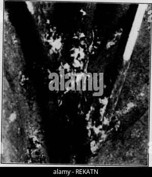 . Cirtus frutti sotto irragation. Agrumi; frutta-cultura. generazioni ogni anno. Questi covata non sono ben separati, tutte le fasi di essere trovato in quasi ogni volta. Vi sono tuttavia alcuni periodi quando cingolati sono più abbondanti; tali periodi sono marzo o ai primi di aprile, di giugno o di luglio e settembre o ottobre. 20. Come le mosche bianche, le corazzate scale sono, nel golfo-regione della costa, molto infestati da funghi parassiti, espe- cially durante la più umida periodi dell'anno. Ci sono tre i funghi che sono principalmente interessati a mantenere verso il basso la scala di colore viola. Questi sono i red-headed scala Foto Stock