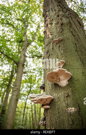 I Paesi Bassi, 's-Graveland, Spanderswoud tenuta rurale. Tinder fungo (Fomes fomentarius) in faggio. Lato inferiore progettato con la faccia. Foto Stock