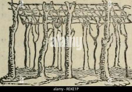 . Una Enciclopedia dell'agricoltura [risorsa elettronica] : comprendente la teoria e la pratica della valutazione, trasferimento, posa, il miglioramento e la gestione della proprietà terriera e la coltivazione e l'economia dell'animale e produzioni vegetali di agricoltura, compresi tutti i più recenti miglioramenti, una storia generale dell'agricoltura in tutti i paesi e una vista statistica del suo stato attuale, con i suggerimenti per i suoi futuri progressi nelle isole Britanniche. Agricoltura. boschi, che sono stati tagliati periodicamente. Legname era anche pro-induriti dalle foreste naturali, che erano abbondanti in rovere, olmo, Foto Stock