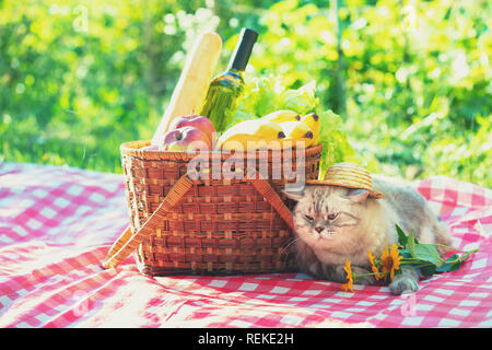 Il gatto è seduto su una coperta in prossimità di un cestino pic-nic in estate Foto Stock