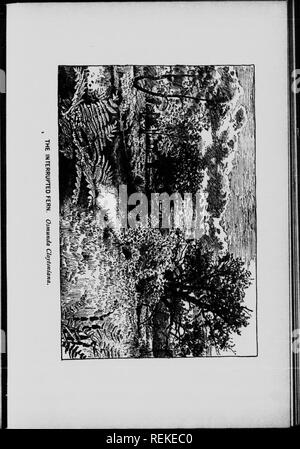 . Il nostro felci nelle loro tane [microformati] : una guida per tutte le specie native. Felci; Fougères. . Si prega di notare che queste immagini vengono estratte dalla pagina sottoposta a scansione di immagini che possono essere state migliorate digitalmente per la leggibilità - Colorazione e aspetto di queste illustrazioni potrebbero non perfettamente assomigliano al lavoro originale. Clute, Willard N. (Willard Nelson), 1869-1950. Toronto : W. Briggs Foto Stock
