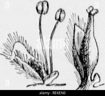 . I nostri alberi nativi e di come identificarli [microformati] : un famoso studio delle loro abitudini e le loro peculiarità. Alberi; Arbres. WILLOW la famiglia sun.intr. Su s...ne specie, sono tuttavia smaH in- cospicua e fugacious. .Hara.trr del inllorr.s. nâ v è la stessa in .-molto specie, h è &LT;li.fcio.,s, cioè la stami e pistilli sono separati e Innuv su &LT;liiirr,âi t,,.. ,. Questo rende la fam- Â"ly (Idhcuit a elassily, lâr è ne. essaiv a sln.lv due in es al fine di determinare ân.. spe. ies, e tu.. IMS sono n..t sempre a portata di mano. Kmlhermore. specie rea.li Foto Stock