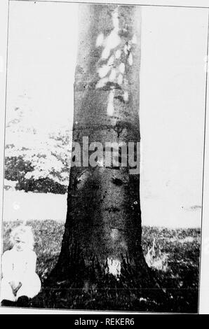 . I nostri alberi nativi e di come identificarli [microformati] : un famoso studio delle loro abitudini e le loro peculiarità. Alberi; Arbres. eation, reclinare c :- faggio, diffusa - ViKGIU -lllKoCKITUS. loll! La spagnolo. Dillo ad -Grav. y ill iiis Xatural "f, ill tlie tcfri- Kome, che era "f hfcch alberi, t" ho1h'- era stato s Grove è stata, in non consenso di n-otions a quella iich superando- )rator che era 'nipress Agrip- ited a riposo tlie olio ne inseguirà, ibsorbed molto I)owIs. -VlRGJL. -Mu.TON.. Tronco del Beecli. fagus /itropumcea. Si prega di notare che queste immagini vengono estratte dalla pagina sottoposta a scansione ima Foto Stock