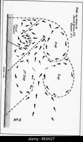 . Relazione sul pesce-operazioni di allevamento nel dominio del Canada, 1890 [microformati]. Cultura di pesce; Pesci; piscicoltura; Poissons. . Si prega di notare che queste immagini vengono estratte dalla pagina sottoposta a scansione di immagini che possono essere state migliorate digitalmente per la leggibilità - Colorazione e aspetto di queste illustrazioni potrebbero non perfettamente assomigliano al lavoro originale. Ottawa : B. Chamberlin Foto Stock