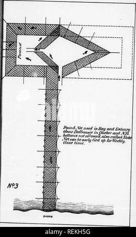 . Relazione sul pesce-operazioni di allevamento nel dominio del Canada, 1890 [microformati]. Cultura di pesce; Pesci; piscicoltura; Poissons. . Si prega di notare che queste immagini vengono estratte dalla pagina sottoposta a scansione di immagini che possono essere state migliorate digitalmente per la leggibilità - Colorazione e aspetto di queste illustrazioni potrebbero non perfettamente assomigliano al lavoro originale. Ottawa : B. Chamberlin Foto Stock