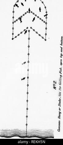 . Relazione sul pesce-operazioni di allevamento nel dominio del Canada, 1890 [microformati]. Cultura di pesce; Pesci; piscicoltura; Poissons. /V9^. SHOnc. Si prega di notare che queste immagini vengono estratte dalla pagina sottoposta a scansione di immagini che possono essere state migliorate digitalmente per la leggibilità - Colorazione e aspetto di queste illustrazioni potrebbero non perfettamente assomigliano al lavoro originale. Ottawa : B. Chamberlin Foto Stock