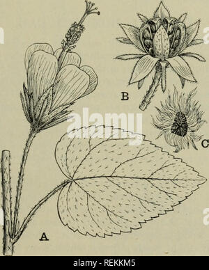 . La classificazione delle piante in fiore. Piante. MALVACEAE 253 Plagianihus giungere sino al 45° di latitudine sud in Nuova Zelanda. Sul sud americana Ande, Malvaceae raggiungere un considerare- in grado di altitudine, con un nano abito alpino-una spessa root e un affollato ciuffo di foglie radicali tra cui molla grande appariscente a breve sgambate fiori^. Hibiscus, il genere più grande, con 150 specie, è ampiamente distri- buted, principalmente nei tropichi; due specie, H. Trionum e H. roseus, si verificano in Europa. H. Rosa-sinensis è la scarlet Hibiscus generalmente coltivata come un fiore giardino in tutto i tropichi e di Foto Stock