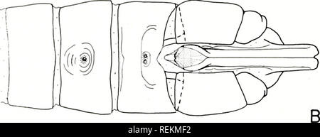 . La classificazione, l'evoluzione e la dispersione dell'inverno stonefly genus Allocapnia. Insetti; Allocapnia. . Si prega di notare che queste immagini vengono estratte dalla pagina sottoposta a scansione di immagini che possono essere state migliorate digitalmente per la leggibilità - Colorazione e aspetto di queste illustrazioni potrebbero non perfettamente assomigliano al lavoro originale. Ross, Herbert Holdsworth, 1908-; Ricker, William Edwin. Urbana, Università di Illinois e premere Foto Stock