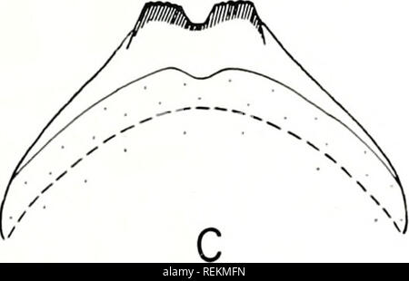 . La classificazione, l'evoluzione e la dispersione dell'inverno stonefly genus Allocapnia. Insetti; Allocapnia. . Si prega di notare che queste immagini vengono estratte dalla pagina sottoposta a scansione di immagini che possono essere state migliorate digitalmente per la leggibilità - Colorazione e aspetto di queste illustrazioni potrebbero non perfettamente assomigliano al lavoro originale. Ross, Herbert Holdsworth, 1908-; Ricker, William Edwin. Urbana, Università di Illinois e premere Foto Stock