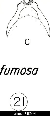 . La classificazione, l'evoluzione e la dispersione dell'inverno stonefly genus Allocapnia. Insetti; Allocapnia. . Si prega di notare che queste immagini vengono estratte dalla pagina sottoposta a scansione di immagini che possono essere state migliorate digitalmente per la leggibilità - Colorazione e aspetto di queste illustrazioni potrebbero non perfettamente assomigliano al lavoro originale. Ross, Herbert Holdsworth, 1908-; Ricker, William Edwin. Urbana, Università di Illinois e premere Foto Stock