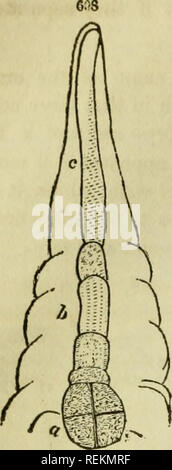 . Classe-libro di botanica: essendo i contorni della struttura, la fisiologia e la classificazione delle piante; con una flora di Stati Uniti e Canada. La botanica; piante; piante. 150 LA FECONDAZIONE.. Prima si espande in una opportuna cella ed è in genere fissato alla parete del sac vicino al micropyle. Esso poi di- vides stesso trasversalmente, diventando due cellule; tho tlongates superiore con o senza suddivisione, formando un filamento (sospendente); la cella inferiore si allarga da subdi- visione, primo sfericamente, e successivamente la poca massa comincia a prendere forma secondo la specie, mostrando i cotiledoni, plumul Foto Stock