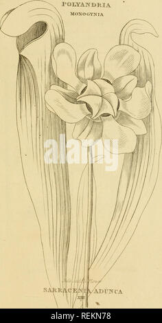 . Le classi e gli ordini del sistema Linnaean di botanica : illustrato da selezionare campioni di valuta estera e di piante indigene. Piante; piante. PQJLYAlvrimiA MONOGYNIA. Si prega di notare che queste immagini vengono estratte dalla pagina sottoposta a scansione di immagini che possono essere state migliorate digitalmente per la leggibilità - Colorazione e aspetto di queste illustrazioni potrebbero non perfettamente assomigliano al lavoro originale. Duppa, Richard, 1770-1831. Londra : stampato da T. Bensley per Longman, Hurst, Rees, orme, e Marrone Foto Stock