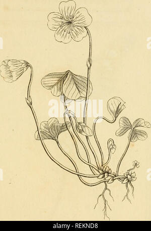 . Le classi e gli ordini del sistema Linnaean di botanica : illustrato da selezionare campioni di valuta estera e di piante indigene. Piante; piante. l'ENTACVYNIA. Cc7nmo7ho Wbcd-Sorrd' OXA1LIS ACETOSELIA. Si prega di notare che queste immagini vengono estratte dalla pagina sottoposta a scansione di immagini che possono essere state migliorate digitalmente per la leggibilità - Colorazione e aspetto di queste illustrazioni potrebbero non perfettamente assomigliano al lavoro originale. Duppa, Richard, 1770-1831. Londra : stampato da T. Bensley per Longman, Hurst, Rees, orme, e Marrone Foto Stock