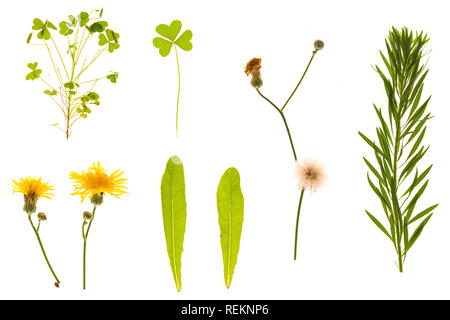 Set di erba, foglie, fiori, piante e steli. Raccolta di foglie verdi isolati su bianco. Alta Definizione da vicino le riprese. Foto Stock