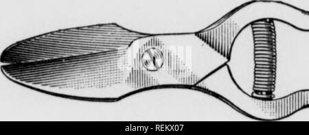 . Cirtus frutti sotto irragation. Agrumi; frutti-coltura. Fig. 33. ^igr. Si prega di notare che queste immagini vengono estratte dalla pagina sottoposta a scansione di immagini che possono essere state migliorate digitalmente per la leggibilità - Colorazione e aspetto di queste illustrazioni potrebbero non perfettamente assomigliano al lavoro originale. Scranton : International Textbook Co. Foto Stock