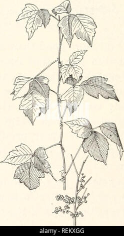 . La Civic A biologia : presentato in problemi. Biologia; igiene. sono dannosi. Per esempio, i poison ivy è estremamente veleno- unità organizzative da toccare. Il poison ivy è una pianta rampicante che at- fermagli stesso per gli alberi o le pareti per mezzo di piccole radici di aria che crescono fuori dallo stelo. Si è distinto dal suo innocuo salendo verso il prossimo, Virginia superriduttore, dal fatto che le sue foglie sono intagliate in threes invece di cinque. Ogni ragazzo e ragazza dovrebbe sapere poison ivy. Numerose altre sostanze velenose piante comuni sono trovati, ma un altro merita speciale attenzione a causa della sua presenza in città vacante lotti. Foto Stock