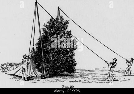. Cirtus frutti sotto irragation. Agrumi; frutti-coltura. Fig. 28 mostrato in Fig. 30, il ragazzo di corde sono tirati, che provoca il derricks a cadere e portare la tenda sopra l'albero. Il metodo. di tirare una tenda da un albero all'altro per mezzo di derricks è simile a quello descritto quando poli sono utilizzati. 31. A seguito del posizionamento delle tende, il carrello o il carro è iniziato in corrispondenza di una estremità della fila e ogni albero della fila è. Si prega di notare che queste immagini vengono estratte dalla pagina sottoposta a scansione di immagini che possono essere state migliorate digitalmente per la leggibilità - Colorazione e aspetto di questi illustrati Foto Stock