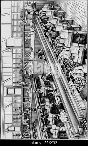 . Cirtus frutti sotto irragation. Agrumi; frutti-coltura. 00 Â§Z5 â ¢ /-** Â Â"â 1 l^iiJ^Ub TKUiiv-^ UlNUll/K iKKlUAllUlN 25 24 il quale la frutta viene impaccata per mercato, autocarri per il trasporto di scatole da e per l'ordinamento di scomparti, o tramogge; vasche di lavaggio e spazzole per la pulizia di frutta; elevatori e trasportatori per con- veying la frutta per le diverse macchine; pesatura automatica e scale di registrazione; macchine utilizzate per la verifica della presenza di frutta satinato; cinghie per il trasporto di scatole; presse per cov- ering le caselle; infatti, circa ogni tipo di dispositivo pratico che è stato inventato per Foto Stock