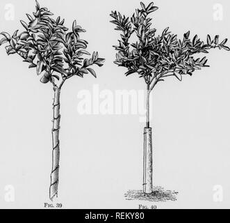 . Cirtus frutti sotto irragation. Agrumi; frutti-coltura. Fig. 38 § 22 agrumi sotto irrigazione 51 indurre un flusso di SAP nel bud. Come la crescita da bud si sviluppa sempre più il magazzino viene rimosso fino a quando la parte spuntato è in grado di utilizzare l'intero flusso di SAP, quando il materiale è tagliato liscia e vicino al bud. Ciò è necessario in modo che la ferita guarisce rapidamente. La protezione meccanica degli alberi 54. Struttura di protezione Truiilvs.-i tronchi di giovani alberi di agrumi dovrebbero essere protetti dal sole e dalla formazione di ventose da qualche forma meccanica di protecto ad albero Foto Stock