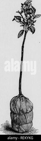 . Cirtus frutti sotto irragation. Agrumi; frutti-coltura. 34 AGRUMI IRRIGAZIONE IJNDKR §21 questa terra con tela o altro panno pesante, conservando così la terra circa le radici. Il metodo divertendo è più pratico del open-metodo di root per gli alberi che stanno per essere spediti. La sfera della massa pesa da 40 a 60 libbre, e naturalmente molto materialmente aumenta a spese del trasporto merci, ma alberi a palla, sul conto delle radici rimanente in terra, verticillosi raramente o perdere la loro fogliame anche quando la spedizione per le lunghe distanze e questo è un motivo per il loro utilizzo. 42. Se l'open-metodo di root è fol- l Foto Stock