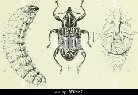 . Circolare. Gli insetti. Del OWVETCITY di M Circolare n. 73. Reparto di Stati Uniti dell'agricoltura, dell'Ufficio di presidenza di entomologia, L. O. HOWARD, entomologo e capo dell ufficio di presidenza. La Prugna CURCULIO. {Conotrachelus nenuphar Herbst.) da Fred Johnson e A. A. Girault, impegnato in Deciduous-Fruit indagini di insetti. Introduzione. Il piccolo, a forma di mezzaluna forature in modo che si trovano comunemente su prugne e altri frutti di pietra in frutteti ad est delle Montagne Rocciose sono realizzati da un piccolo muso-maggiolino di scultura ruvida, noto come la prugna curculio. Questi coleotteri problema da loro trimestri invernali circa il tempo della struttura ad albero Foto Stock