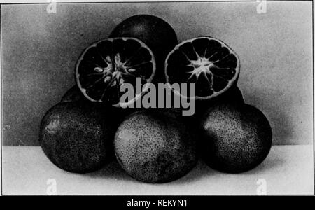 . Cirtus frutti sotto irragation. Agrumi; frutti-coltura. Fig. 6 Molto di questo frutto è spediti fuori dello Stato, esso viene generalmente inviato a est in combinazione auto lotti con altre varietà. La struttura è compatta e con testa piuttosto montante. Le foglie sono di dimensioni molto più ridotte rispetto a quelle sulle cupole e Valencias. Il frutto è appiattita e di piccole dimensioni. Il colore è un profondo rosso-arancione, quasi rosso pomodoro; la pelle è lucida, libero da carne e si separa facilmente dalla polpa segmenti, e come tutte le arance di questa classe, i segmenti parte liberamente. La porta di frutta da sette a venti piccoli semi. La pasta i Foto Stock