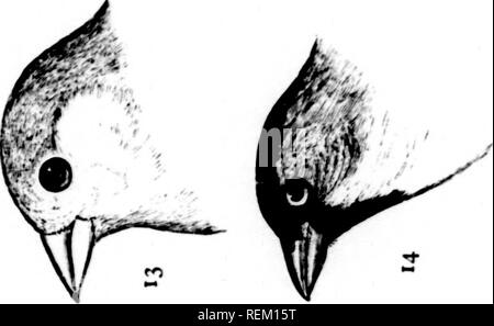 . Una storia di uccelli del Nord America [microformati] : uccelli di terra. Uccelli -- Nord America; Ornitologia -- Nord America; Oiseaux -- Amérique du Nord; Ornithologie -- Amérique du Nord. Piastra XXII.. Si prega di notare che queste immagini vengono estratte dalla pagina sottoposta a scansione di immagini che possono essere state migliorate digitalmente per la leggibilità - Colorazione e aspetto di queste illustrazioni potrebbero non perfettamente assomigliano al lavoro originale. Baird, Spencer F. , 1823-1887; Brewer, T. M. (Thomas Mayo), 1814-1880; Ridgway, Robert, 1850-1929. Boston : Little, marrone Foto Stock