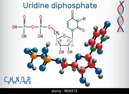 Uridina difosfato (UDP) Sequenza nucleotidica molecola. Formula chimica di struttura e la molecola modello. Illustrazione Vettoriale Illustrazione Vettoriale