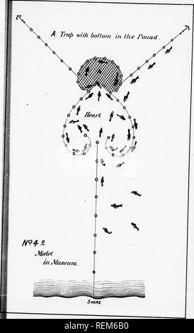 . Relazione sul pesce-operazioni di allevamento nel dominio del Canada, 1890 [microformati]. Cultura di pesce; Pesci; piscicoltura; Poissons. . Si prega di notare che queste immagini vengono estratte dalla pagina sottoposta a scansione di immagini che possono essere state migliorate digitalmente per la leggibilità - Colorazione e aspetto di queste illustrazioni potrebbero non perfettamente assomigliano al lavoro originale. Ottawa : B. Chamberlin Foto Stock