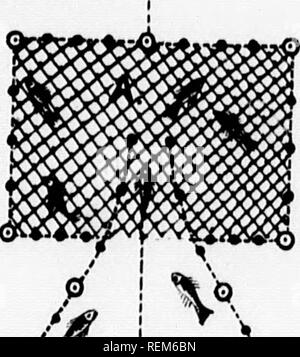 . Relazione sul pesce-operazioni di allevamento nel dominio del Canada, 1890 [microformati]. Cultura di pesce; Pesci; piscicoltura; Poissons. A. Trafi widPouml T coperto sopra metà boltom. f^- *-JI^*. /"^'m. Ho ^ * B. Cuore. -W J 9^^ B. 0--- ^ f / -0^ t ^ dal modello ttiMaseutn.. Si prega di notare che queste immagini vengono estratte dalla pagina sottoposta a scansione di immagini che possono essere state migliorate digitalmente per la leggibilità - Colorazione e aspetto di queste illustrazioni potrebbero non perfettamente assomigliano al lavoro originale. Ottawa : B. Chamberlin Foto Stock