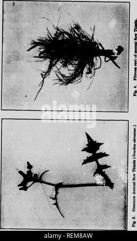 . La perenne sow thistle e alcuni altri insetti infestanti del 1908 [microformati]. Mauvaises herbes, Lutte contre les; erbacce; cardi; Chardon. * I. Si prega di notare che queste immagini vengono estratte dalla pagina sottoposta a scansione di immagini che possono essere state migliorate digitalmente per la leggibilità - Colorazione e aspetto di queste illustrazioni potrebbero non perfettamente assomigliano al lavoro originale. Howitt, J. E. (John Eaton), 1880-1966; Ontario. Dipartimento di Agricoltura. Toronto : Dipartimento di Agricoltura Foto Stock