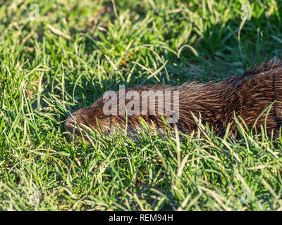Lontra eurasiatica (Lutra lutra) Foto Stock