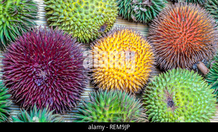 Differenti varietà di frutta Durian che può essere trovato nel Borneo, Indonesia.; D. conatus, Durio kutejensis, Durio zibethinus, Durio oxleyanus, Durio dulc Foto Stock