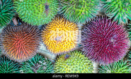 Differenti varietà di frutta Durian che può essere trovato nel Borneo, Indonesia.; D. conatus, Durio kutejensis, Durio zibethinus, Durio oxleyanus, Durio dulc Foto Stock