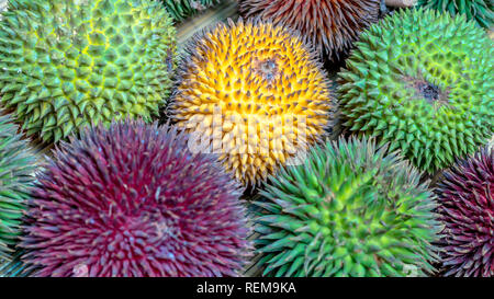 Differenti varietà di frutta Durian che può essere trovato nel Borneo, Indonesia.; D. conatus, Durio kutejensis, Durio zibethinus, Durio oxleyanus, Durio dulc Foto Stock